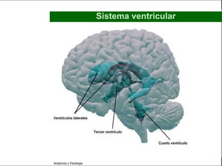c
                                                                       Sistema Nervioso

                                                 Sistema ventricular


   Sistema Nervioso

           Histología

     Médula espinal

     Bulbo raquídeo

Protuberancia anular

            Cerebelo

       ´Mesencéfalo

          Diencéfalo

             Cerebro

      S. N. Periférico

     S. N. Autónomo


                         Anatomía y Fisiología                                      65
 