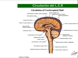 c
                                                                         Sistema Nervioso

                                                 Circulación del L.C.R


   Sistema Nervioso

           Histología

     Médula espinal

     Bulbo raquídeo

Protuberancia anular

            Cerebelo

       ´Mesencéfalo

          Diencéfalo

             Cerebro

      S. N. Periférico

     S. N. Autónomo


                         Anatomía y Fisiología                                        66
 
