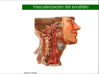 c
                                                               Sistema Nervioso

                                       Vascularización del encéfalo

   Sistema Nervioso

           Histología

     Médula espinal

     Bulbo raquídeo

Protuberancia anular

            Cerebelo

       ´Mesencéfalo

          Diencéfalo

             Cerebro

      S. N. Periférico

     S. N. Autónomo


                         Anatomía y Fisiología                              67
 