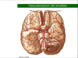c
                                                                      Sistema Nervioso

                                             Vascularizacion del encéfalo


   Sistema Nervioso

           Histología

     Médula espinal

     Bulbo raquídeo

Protuberancia anular

            Cerebelo

       ´Mesencéfalo

          Diencéfalo

             Cerebro

      S. N. Periférico

     S. N. Autónomo


                         Anatomía y Fisiología                                     68
 