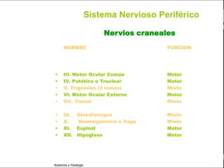 c
                                                                          Sistema Nervioso

                                                 Sistema Nervioso Periférico

                                                     Nervios craneales
   Sistema Nervioso            NOMBRE                               FUNCION
           Histología
                         •     I. Olfatorio                         Sensorial
     Médula espinal      •     II. Optico                           Sensorial
     Bulbo raquídeo      •     III. Motor Ocular Común              Motor
                         •     IV. Patético o Troclear              Motor
Protuberancia anular     •     V. Trigémino (3 ramas)               Mixto
                         •     VI. Motor Ocular Externo             Motor
            Cerebelo
                         •     VII. Facial                          Mixto
       ´Mesencéfalo      •     VIII. Auditivo                       Sensorial
                         •     IX. Glosofaríngeo                    Mixto
          Diencéfalo
                         •     X.     Neumogástrico o Vago          Mixto
             Cerebro     •     XI. Espinal                          Motor
                         •     XII. Hipogloso                       Motor
      S. N. Periférico

     S. N. Autónomo


                         Anatomía y Fisiología                                         69
 