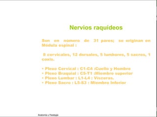 c
                                                                             Sistema Nervioso




                                                  Nervios raquídeos
   Sistema Nervioso

           Histología
                            Son en número               de   31 pares;   se originan en
     Médula espinal         Médula espinal :
     Bulbo raquídeo
                            8 cervicales, 12 dorsales, 5 lumbares, 5 sacros, 1
Protuberancia anular        coxis.

            Cerebelo        •   Plexo        Cervical : C1-C4 :Cuello y Hombro
       ´Mesencéfalo
                            •   Plexo        Braquial : C5-T1 :Miembro superior
                            •   Plexo        Lumbar : L1-L4 : Vísceras.
          Diencéfalo        •   Plexo        Sacro : L5-S3 : Miembro Inferior
             Cerebro

      S. N. Periférico

     S. N. Autónomo


                         Anatomía y Fisiología                                            70
 