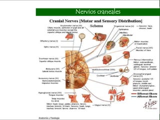 c
                                                                     Sistema Nervioso

                                                 Nervios craneales


   Sistema Nervioso

           Histología

     Médula espinal

     Bulbo raquídeo

Protuberancia anular

            Cerebelo

       ´Mesencéfalo

          Diencéfalo

             Cerebro

      S. N. Periférico

     S. N. Autónomo


                         Anatomía y Fisiología                                    71
 