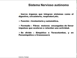 c
                                                                  Sistema Nervioso

                                             Sistema Nervioso autónomo

                          Inerva órganos que integran sistemas como el
   Sistema Nervioso      digestivo, circulatorio, respiratori,etc.
           Histología
                          Función : Involuntaria y automática.
     Médula espinal

     Bulbo raquídeo       Formado : Fibras motoras encargadas de llevar
                         impulsos que aceleran o retardan una actividad.
Protuberancia anular

            Cerebelo
                          Se divide : Simpático o Toracolumbar, y en
                         Parasimpático o Craneosacro.
       ´Mesencéfalo

          Diencéfalo

             Cerebro

      S. N. Periférico

     S. N. Autónomo


                         Anatomía y Fisiología                                 72
 