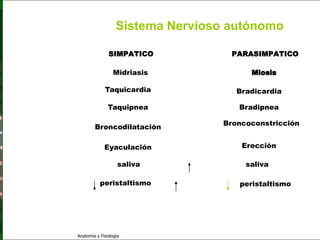 c
                                                                     Sistema Nervioso

                                            Sistema Nervioso autónomo

                                        SIMPATICO             PARASIMPATICO
   Sistema Nervioso
                                          Midriasis
           Histología
                                      Taquicardia              Bradicardia
     Médula espinal

     Bulbo raquídeo                     Taquipnea              Bradipnea

                                                            Broncoconstricción
Protuberancia anular             Broncodilatación
            Cerebelo
                                      Eyaculación               Erección
       ´Mesencéfalo
                                             saliva              saliva
          Diencéfalo

             Cerebro                peristaltismo              peristaltismo

      S. N. Periférico

     S. N. Autónomo


                         Anatomía y Fisiología                                    73
 