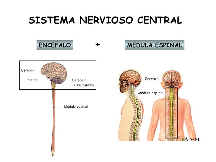 Sistema Nervioso