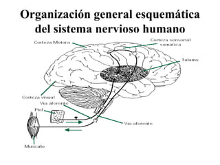 Organización general esquemática del sistema nervioso humano 