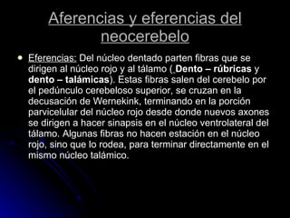 Aferencias y eferencias del neocerebelo Eferencias:  Del núcleo dentado parten fibras que se dirigen al núcleo rojo y al tálamo (   Dento – rúbricas  y  dento – talámicas ). Estas fibras salen del cerebelo por el pedúnculo cerebeloso superior, se cruzan en la decusación de Wernekink, terminando en la porción parvicelular del núcleo rojo desde donde nuevos axones se dirigen a hacer sinapsis en el núcleo ventrolateral del tálamo. Algunas fibras no hacen estación en el núcleo rojo, sino que lo rodea, para terminar directamente en el mismo núcleo talámico.  