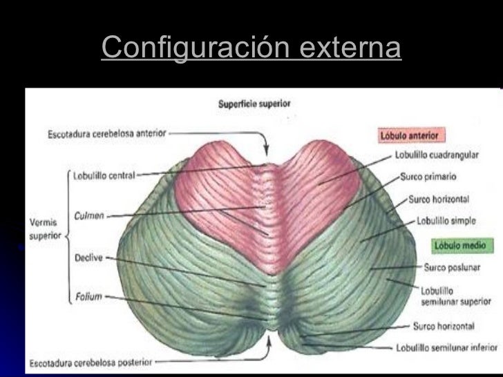 Cerebelo