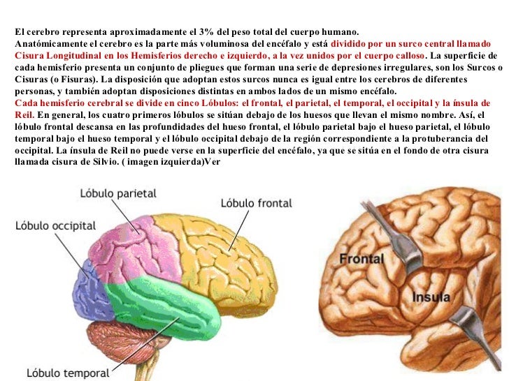 El cerebro representa aproximadamente el 3% del peso total del cuerpo humano. Anatómicamente el cerebro es la parte más vo...