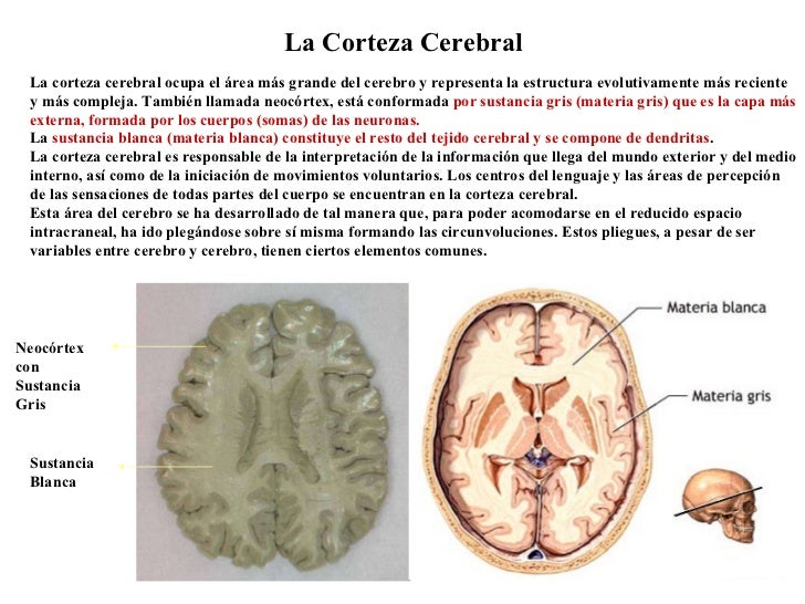 La Corteza Cerebral La corteza cerebral ocupa el área más grande del cerebro y representa la estructura evolutivamente más...