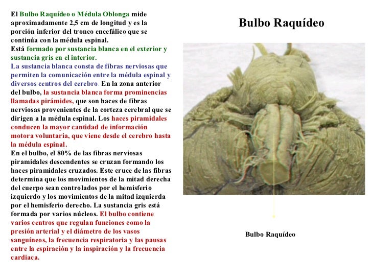 Bulbo Raquídeo El  Bulbo Raquídeo o Médula Oblonga  mide aproximadamente 2,5 cm de longitud y es la porción inferior del t...