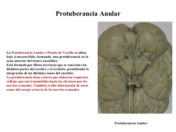 Protuberancia Anular La  Protuberancia Anular o Puente de Varolio   se ubica bajo el mesencéfalo, formando  una protuberan...