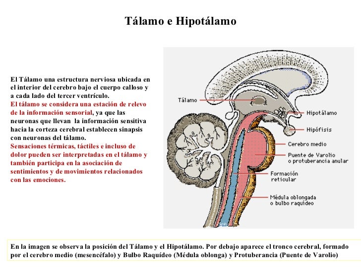 Tálamo e Hipotálamo El Tálamo una estructura nerviosa ubicada en el interior del cerebro bajo el cuerpo calloso y a cada l...