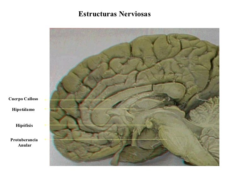 Estructuras Nerviosas Hipotálamo Hipófisis Protuberancia  Anular Cuerpo Calloso 