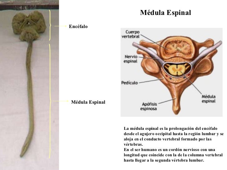 Médula Espinal La médula espinal es la prolongación del encéfalo desde el agujero occipital hasta la región lumbar y se al...
