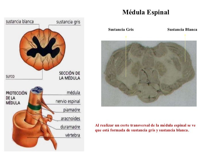 Médula Espinal Al realizar un corte transversal de la médula espinal se ve que está formada de sustancia gris y sustancia ...