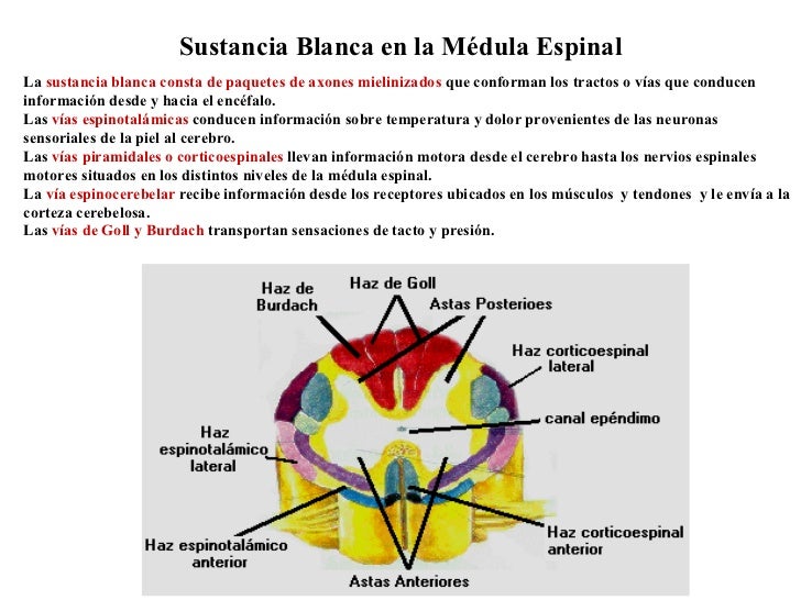 BIOLOGIA 801802 Cienciasesunalocura BIOLOGIA 801802 Cienciasesunalocura