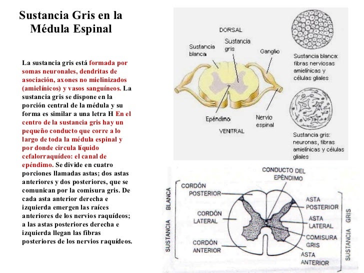 Sustancia Gris en la Médula Espinal La sustancia gris está  formada por somas neuronales, dendritas de asociación, axones ...
