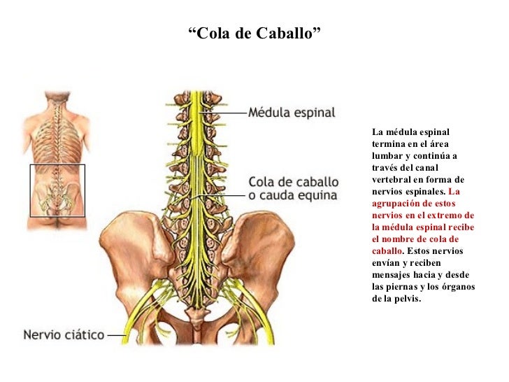 “ Cola de Caballo” La médula espinal termina en el área lumbar y continúa a través del canal vertebral en forma de nervios...