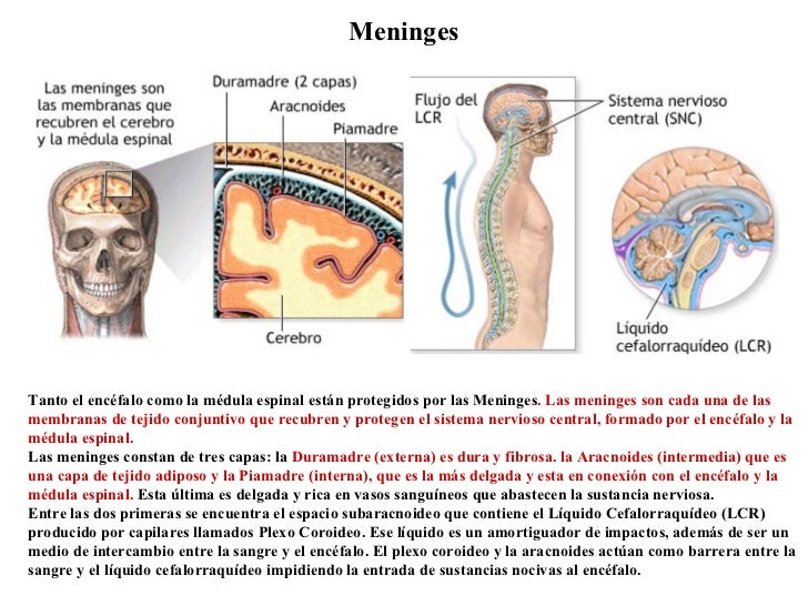 Meninges Tanto el encéfalo como la médula espinal están protegidos por las Meninges .  Las meninges son cada una de las me...