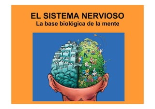 EL SISTEMA NERVIOSO
 La base biológica de la mente
 