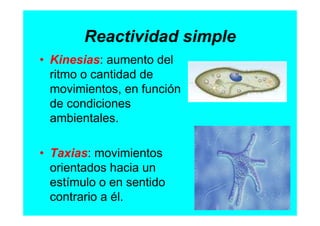Reactividad simple
• Kinesias: aumento del
  ritmo o cantidad de
  movimientos, en función
  de condiciones
  ambientales....