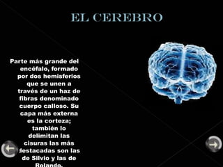 Parte más grande del encéfalo, formado por dos hemisferios que se unen a través de un haz de fibras denominado cuerpo calloso. Su capa más externa es la corteza; también lo delimitan las cisuras las más destacadas son las de Silvio y las de Rolando. 