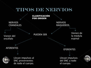CLASIFICACIÓN POR ORIGEN NERVIOS  CRANEALES  NERVIOS RAQUIDEOS PUEDEN SER AFERENTES EFERENTES Vienen de la medula espinal  Vienen del encéfalo Llevan impulsos al SNC provenientes de todo el cuerpo. Llevan impulsos del SNC a todo el cuerpo. 