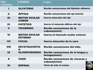 PAR CRANEAL NOMBRE Lugar  I OLFATORIO Recibe sensaciones del Epitelio olfatorio II ÓPTICO Recibe sensaciones del ojo (mixto) III MOTOR OCULAR COMÚN Inerva músculos del ojo IV PATETICO Inerva el músculo oblicuo del ojo V TRIGEMINO Recibe sensaciones de la cabeza(mixto) VI MOTOR OCULAR EXTERNO Inerva el musculo ocular externo VII FACIAL Inerva músculos de la cara VIII ESTATOACÚSTICO Recibe sensaciones del oído.  IX GLOSOFARINGEO Recibe sensaciones de la lengua y faringe(mixto) X VAGO Recibe sensaciones de vísceras y cabeza(mixto) XI ESPINAL Viene de todo el cuerpo XII HIPOGLOSO Inerva la lengua 