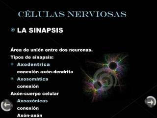LA SINAPSIS  Área de unión entre dos neuronas. Tipos de sinapsis: Axodentríca conexión axón-dendrita Axosomática conexión  Axón-cuerpo celular Axoaxónicas conexión Axón-axón 