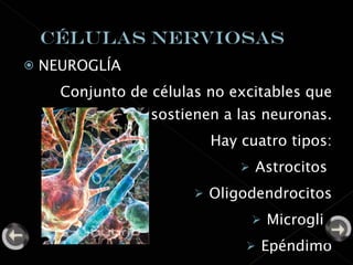 NEUROGLÍA Conjunto de células no excitables que sostienen a las neuronas. Hay cuatro tipos: Astrocitos  Oligodendrocitos Microglia Epéndimo 