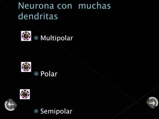Multipolar Polar Semipolar 
