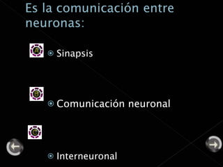 Sinapsis Comunicación neuronal Interneuronal 