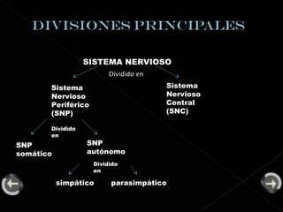   SISTEMA NERVIOSO Dividido en Sistema Nervioso Central (SNC) Sistema Nervioso Periférico (SNP) SNP somático SNP autónomo simpático parasimpático Dividido en Dividido en 