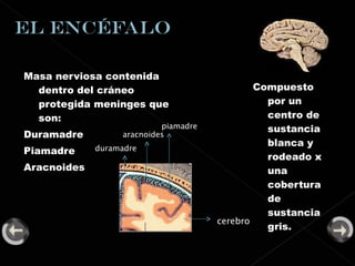 Masa nerviosa contenida dentro del cráneo protegida meninges que son: Duramadre Piamadre  Aracnoides Compuesto por un centro de sustancia blanca y rodeado x una cobertura de sustancia gris. cerebro duramadre aracnoides piamadre 