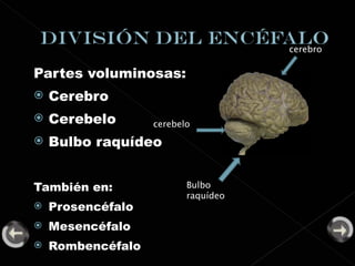 Partes voluminosas: Cerebro Cerebelo Bulbo raquídeo También en: Prosencéfalo  Mesencéfalo  Rombencéfalo cerebro cerebelo Bulbo raquídeo 
