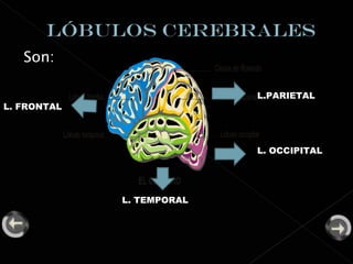 Son: L.PARIETAL L. OCCIPITAL L. TEMPORAL L. FRONTAL 
