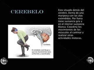 Esta situado detrás del cerebro ,forma de una mariposa con las alas extendidas. Por fuera tiene sustancia gris y en el interior sustancia blanca. Coordina los movimientos de los músculos al caminar y realizar otras actividades motoras. 