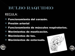 REGULA: Funcionamiento del corazón. Presión arterial Funcionamiento de músculos respiratorios. Movimientos de masticación. Movimientos de tos. Movimientos de estornudo. 