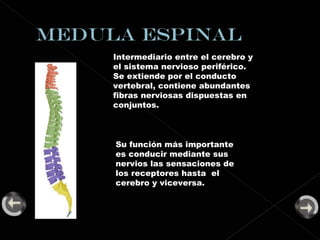 Intermediario entre el cerebro y el sistema nervioso periférico. Se extiende por el conducto vertebral, contiene abundantes fibras nerviosas dispuestas en conjuntos. Su función más importante es conducir mediante sus nervios las sensaciones de los receptores hasta  el cerebro y viceversa. 