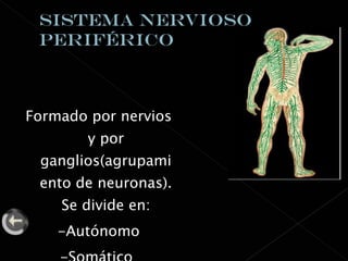 Formado por nervios y por ganglios(agrupamiento de neuronas). Se divide en: -Autónomo -Somático  