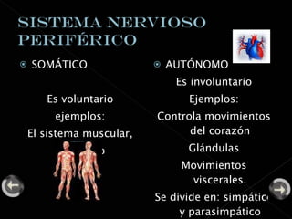 SOMÁTICO  Es voluntario ejemplos: El sistema muscular, esqueleto AUTÓNOMO Es involuntario Ejemplos: Controla movimientos del corazón Glándulas Movimientos viscerales. Se divide en: simpático y parasimpático 