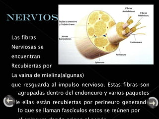 Las fibras Nerviosas se  encuentran  Recubiertas por  La vaina de mielina(algunas)  que resguarda al impulso nervioso. Estas fibras son agrupadas dentro del endoneuro y varios paquetes de ellas están recubiertas por perineuro generando lo que se llaman fascículos estos se reúnen por  el epineuro dando origen al nervio.  