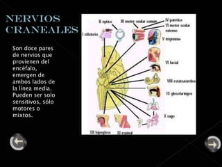 Son doce pares de nervios que provienen del encéfalo, emergen de ambos lados de la línea media. Pueden ser solo sensitivos, sólo motores o mixtos. 