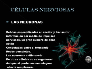 LAS NEURONAS Células especializadas en recibir y transmitir información por medio de impulsos nerviosos, un gran número de ellas  están  Conectadas entre si formando Redes complejas. Las neuronas a diferencia  De otras células no se regeneran Así que si perdemos una ninguna otra la remplazará. 