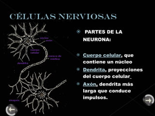 PARTES DE LA NEURONA: Cuerpo celular , que contiene un núcleo Dendrita , proyecciones del cuerpo celular   Axón ,  dendrita más larga que conduce impulsos. 