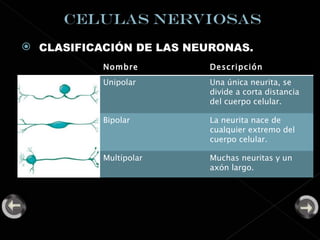 CLASIFICACIÓN DE LAS NEURONAS. Nombre  Descripción Unipolar  Una única neurita, se divide a corta distancia del cuerpo celular. Bipolar  La neurita nace de cualquier extremo del cuerpo celular. Multípolar  Muchas neuritas y un axón largo. 