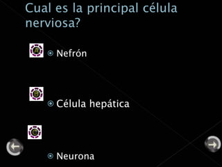 Nefrón Célula hepática Neurona 