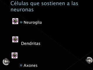 Neuroglia Dendritas Axones  